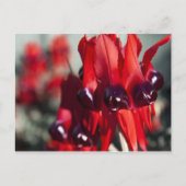 Sturt Desert Pea Postcard Postkarte (Vorderseite)