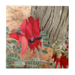 Sturt's Desert Pea-Quadrat Fliese