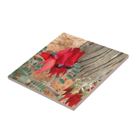 Sturt's Desert Pea-Quadrat Fliese (Seite)