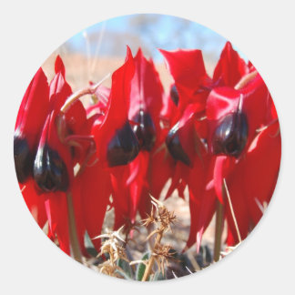 Sturt's Desert Pea Runder Aufkleber