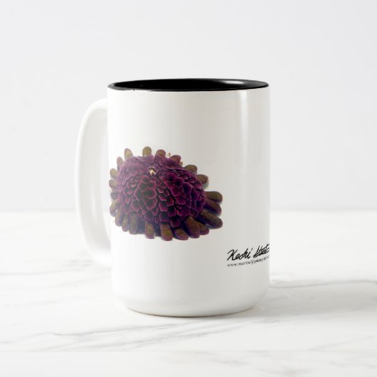 Sturzhelm-Bengel, Colobocentrotus atratus Zweifarbige Tasse (Vorderseite Links)