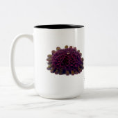 Sturzhelm-Bengel, Colobocentrotus atratus Zweifarbige Tasse (Links)