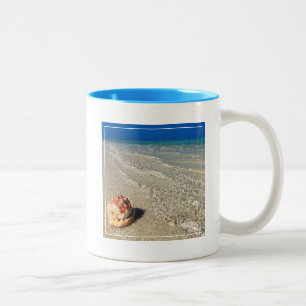 Sturzhelm-Muschel in tropischem Lagoon  Cassis Zweifarbige Tasse