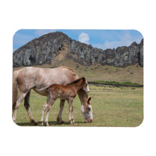 Stute und Fohlen am Vulkankrater von Rano Raraku Magnet