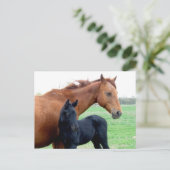 Stute und ihr Colt Postkarte (Stehend Vorderseite)