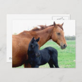 Stute und ihr Colt Postkarte (Vorne/Hinten)