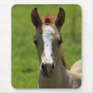 Stutenfohlen Mousepad