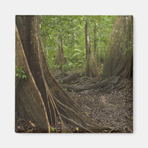 Stütz Wurzeln. Regenwald, Mapari Rupununi, 2 Magnet