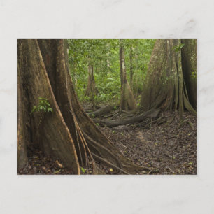 Stütz Wurzeln. Regenwald, Mapari Rupununi, 2 Postkarte