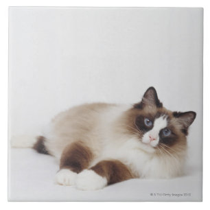 Stützende Katze Fliese