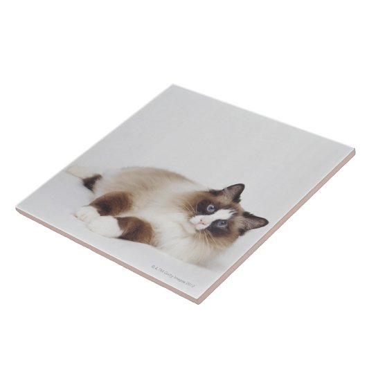 Stützende Katze Fliese (Seite)