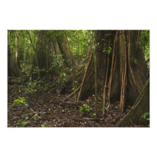 Stützpfeilerwurzeln. Regenwald, Mapari Rupununi, Fotodruck
