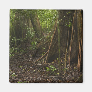 Stützpfeilerwurzeln. Regenwald, Mapari Rupununi, Magnet