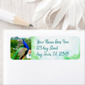 Stylisch blaugrünes Pfau-Foto-Adresse (Insitu)