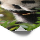Su_Lin_giant_panda_bear_cub_at_the_San_Diego_Zoo Poster (Ecke)