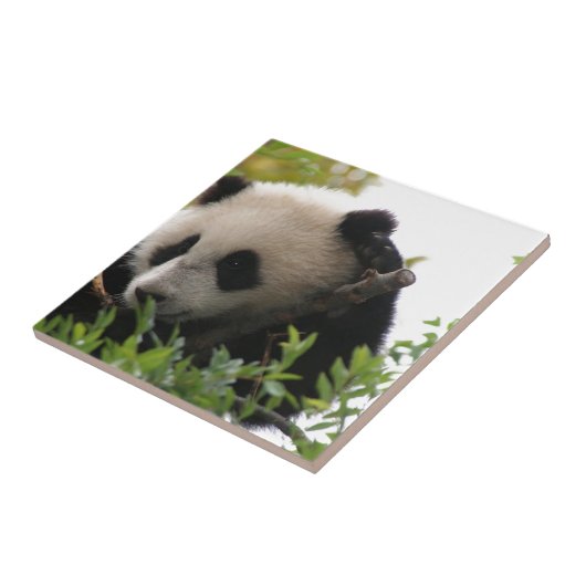 SU Lin, PandaBärenjunges am San Diego Zoo Fliese (Seite)