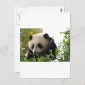 Su Lin, Riesenpanda im Zoo von San Diego Postkarte (Vorne/Hinten)