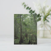 Suamp Serenity Custom Louisiana Foto Postcard Postkarte (Stehend Vorderseite)