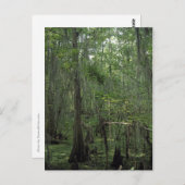 Suamp Serenity Custom Louisiana Foto Postcard Postkarte (Vorne/Hinten)