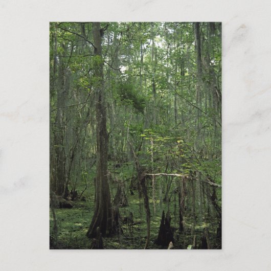 Suamp Serenity Custom Louisiana Foto Postcard Postkarte (Vorderseite)