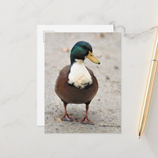 Suave Domestic Mallard Duclair Bibbed Odd Duck Postkarte (Vorderseite/Rückseite Beispiel)