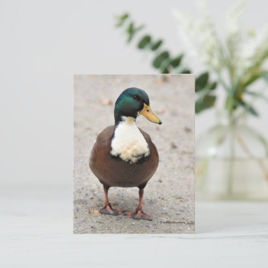 Suave Domestic Mallard Duclair Bibbed Odd Duck Postkarte (Stehend Vorderseite)