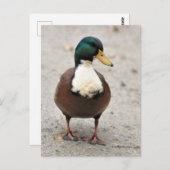 Suave Domestic Mallard Duclair Bibbed Odd Duck Postkarte (Vorne/Hinten)
