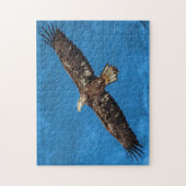 Subadulter Adler Puzzle (Vertikal)