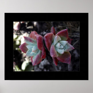 Subtile Sukkuline Poster