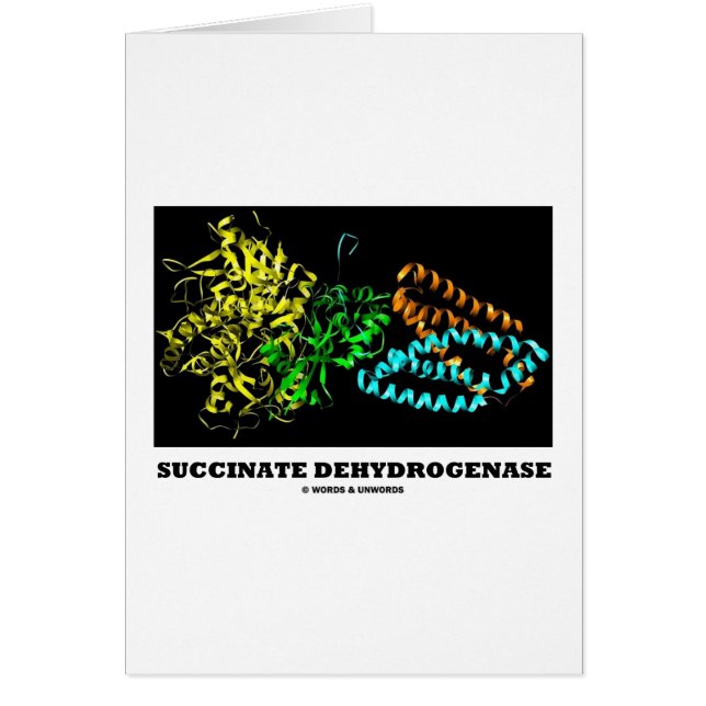 Succinats-Dehydrogenase (Chemie) (Vorne)