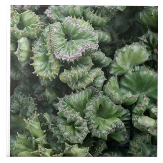 Succulent Fliese (Vorderseite)