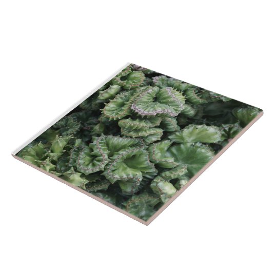 Succulent Fliese (Seite)