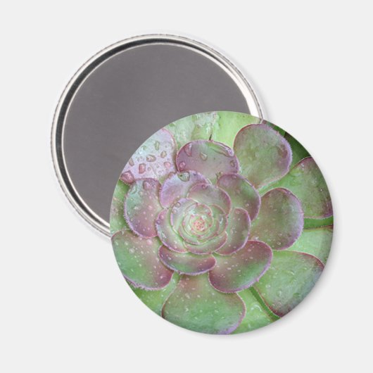 SUcculent Magnet (Vorderseite/Rückseite)