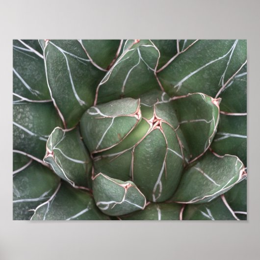Succulent Pflanze Value Poster Paper (Matte) (Vorne)