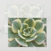 Succulent Postcard Postkarte (Vorne/Hinten)