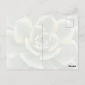Succulent Postcard Postkarte (Rückseite)