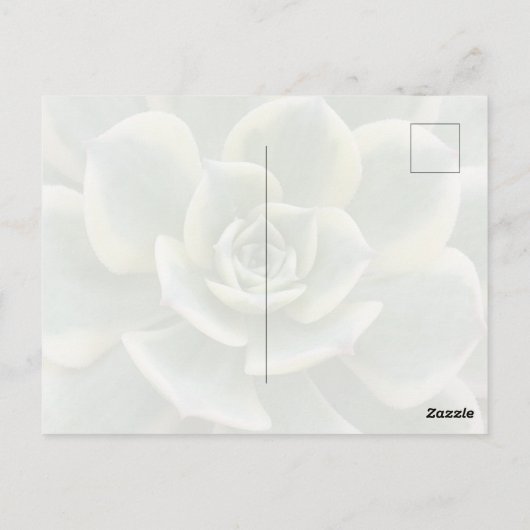 Succulent Postcard Postkarte (Rückseite)
