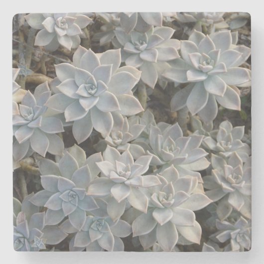 Succulents botanical Natural Steinuntersetzer (Vorderseite)