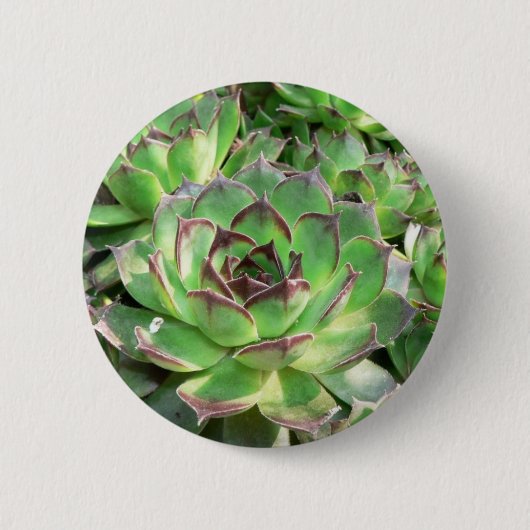 Succulents Button (Vorderseite)