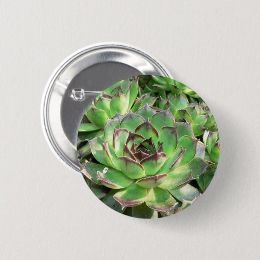 Succulents Button (Vorne & Hinten)