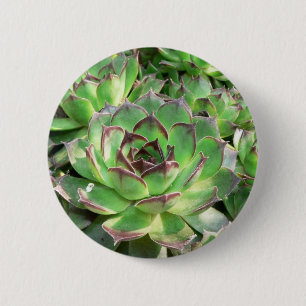 Succulents Button