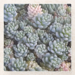 Succulents Glass Untersetzer