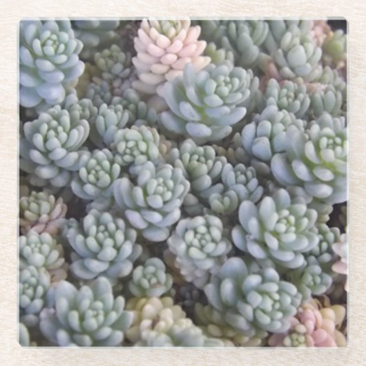 Succulents Glass Untersetzer (Vorderseite)