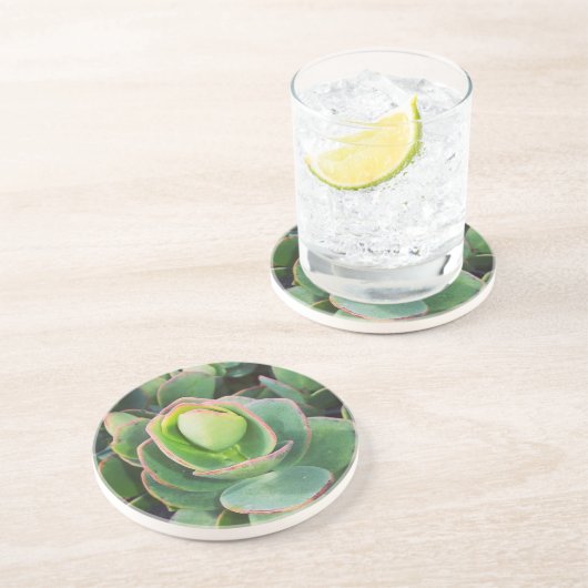 #succulents im Gewächshaus. Untersetzer (Seite)