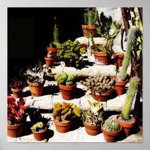 Succulents in Terracotta Pots in Afternoon Sun Poster