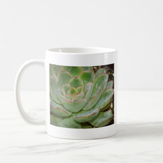 Succulents Macro Fotografy Kaffeetasse (Links)