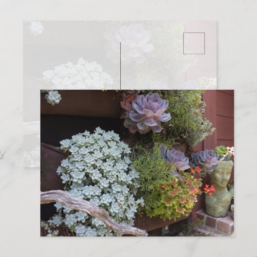 Succulents Postcard Postkarte (Vorne/Hinten)