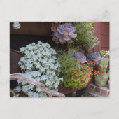 Succulents Postcard Postkarte (Vorderseite)