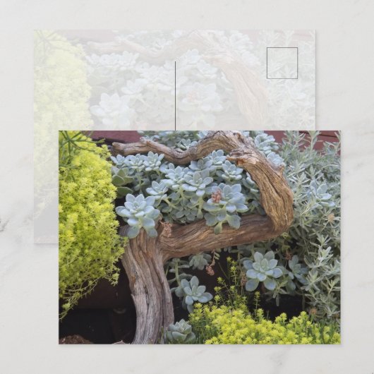 Succulents Postcard Postkarte (Vorne/Hinten)