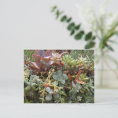 Succulents Postcard Postkarte (Stehend Vorderseite)